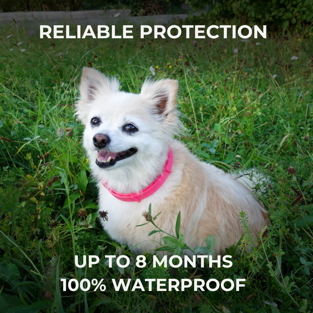 Tickles Summer™ – Natural Anti Tick Collar for Dogs