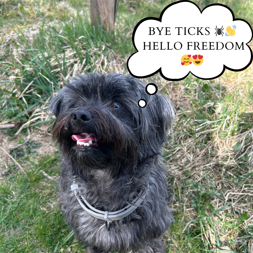 Tickles Summer™ – Natural Anti Tick Collar for Dogs