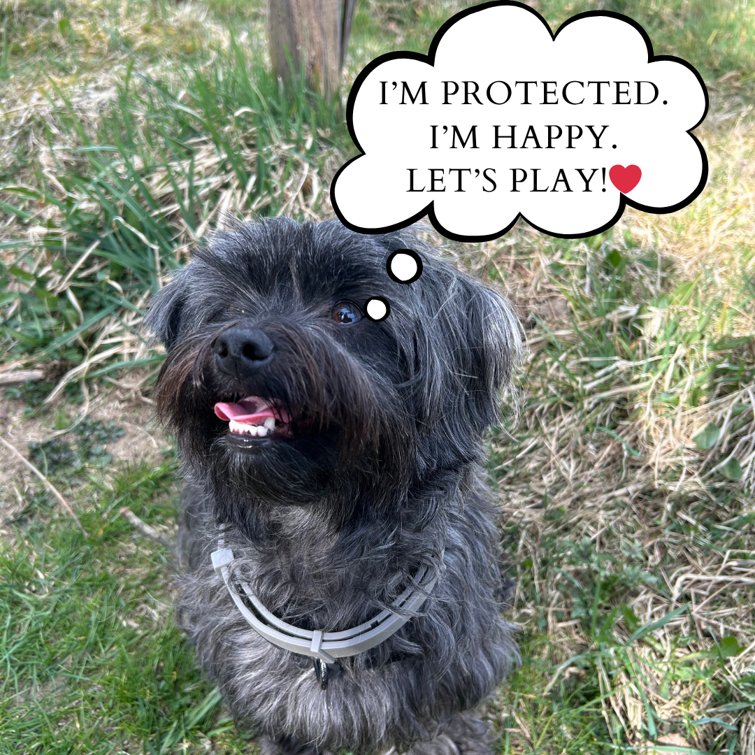 Tickles Summer™ – Natural Anti Tick Collar for Dogs
